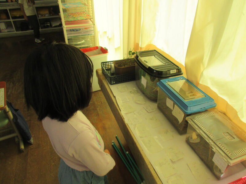 1年生虫に名前をつけましたの画像