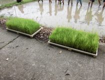 添付画像