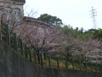 添付画像