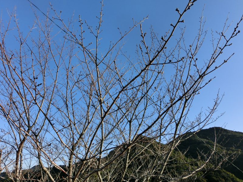 明日から公立高校後期入試の画像