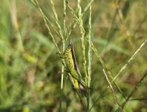 トピックスの画像