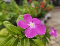 トピックスの画像