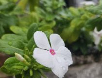 トピックスの画像