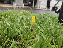 トピックスの画像