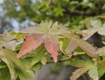 トピックスの画像