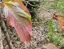 トピックスの画像