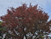 トピックスの画像