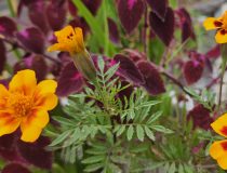 トピックスの画像