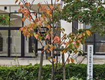 トピックスの画像