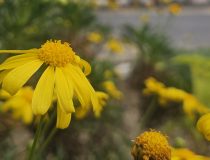 トピックスの画像