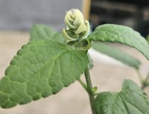 トピックスの画像