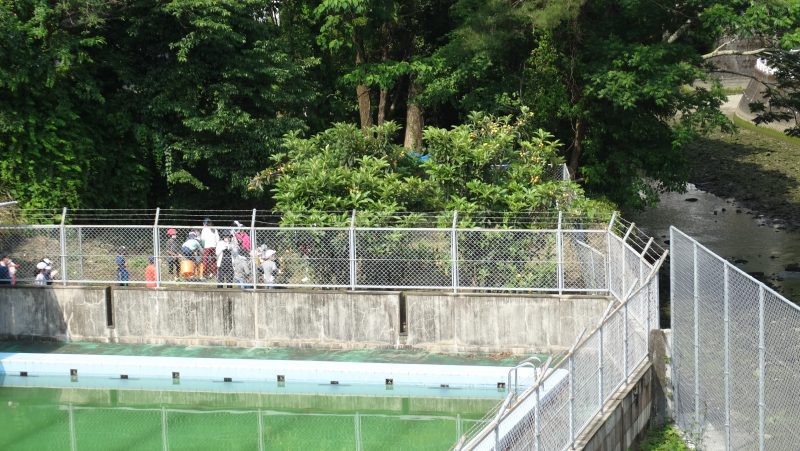 ４年生びわ収穫の画像