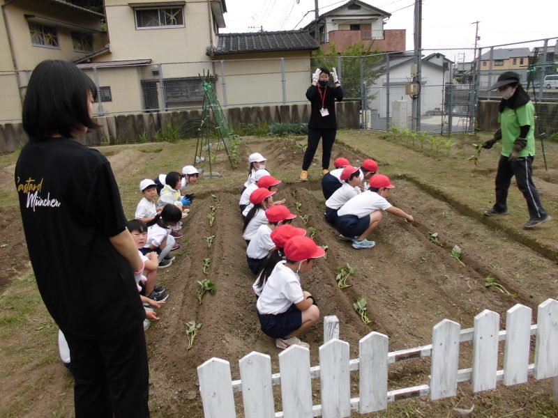 サツマイモ植えたよの画像