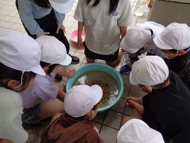 はばたき農園　塩水選の画像