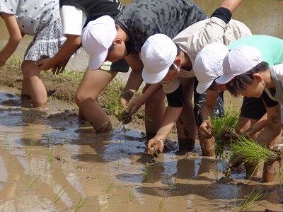 はばたき農園　田植えの画像