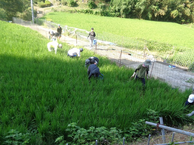 はばたき農園　草抜きの画像