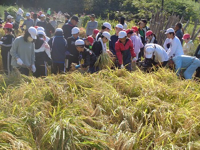 31回目の稲刈りの画像