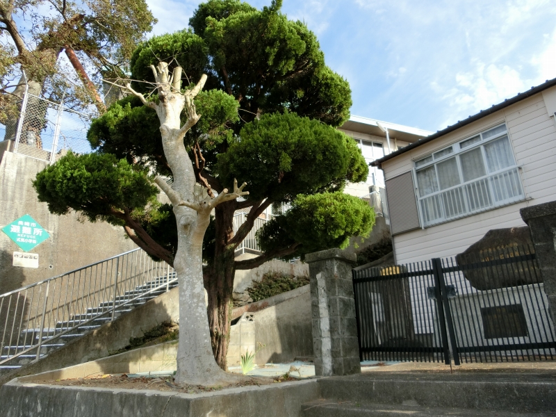 除草剪定作業ビフォー・アフターの画像