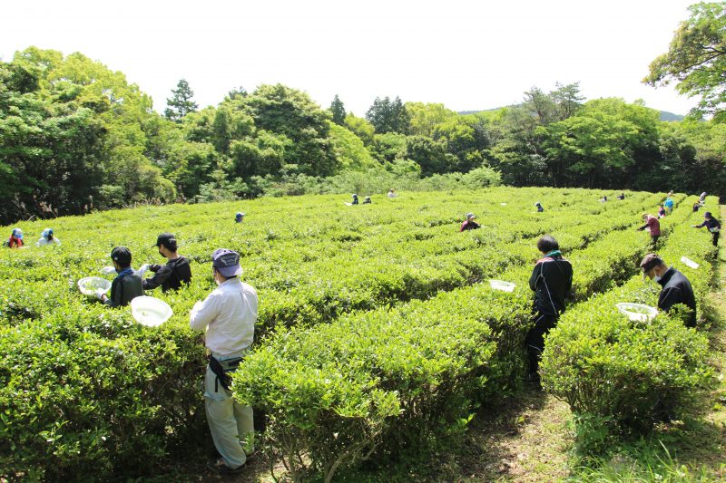 茶園風景の画像