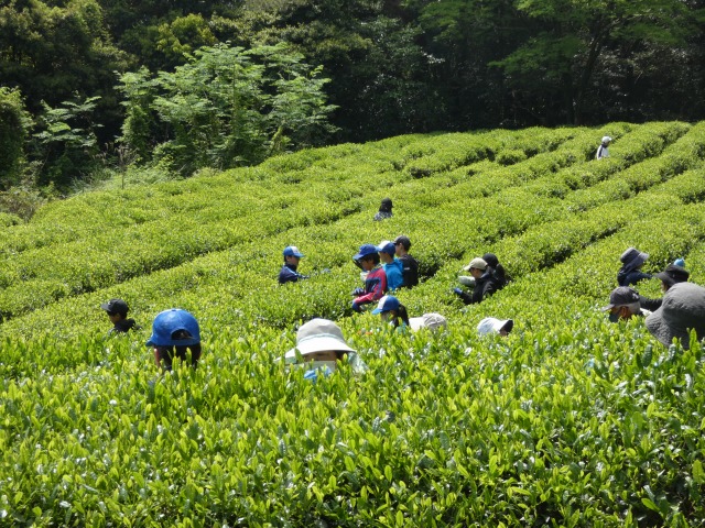 茶摘みの画像