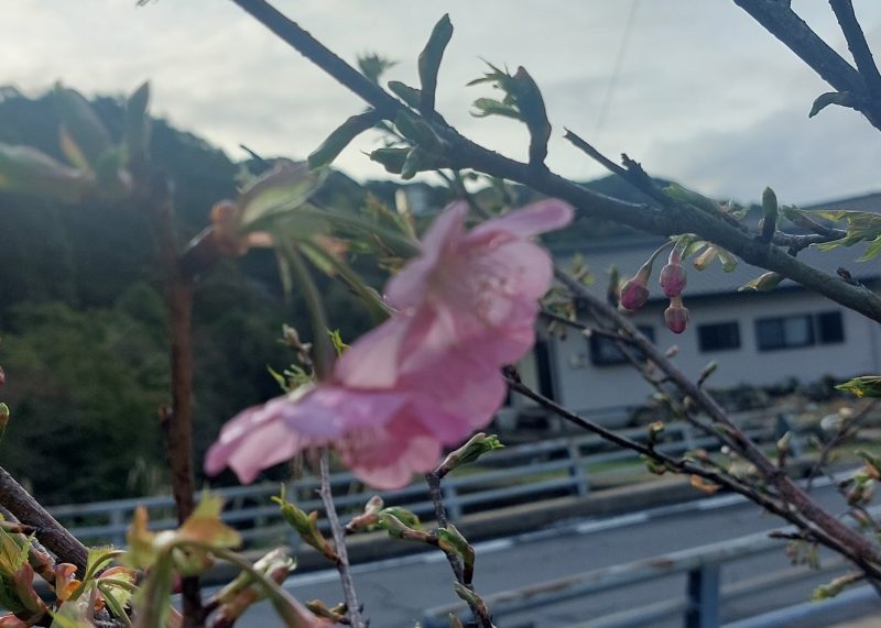 サクラ咲くの画像