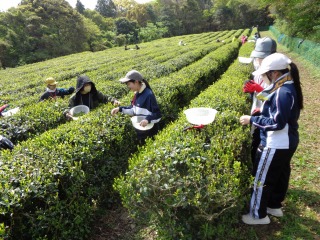 茶摘みの画像