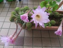 添付画像