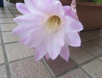 添付画像