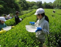 添付画像