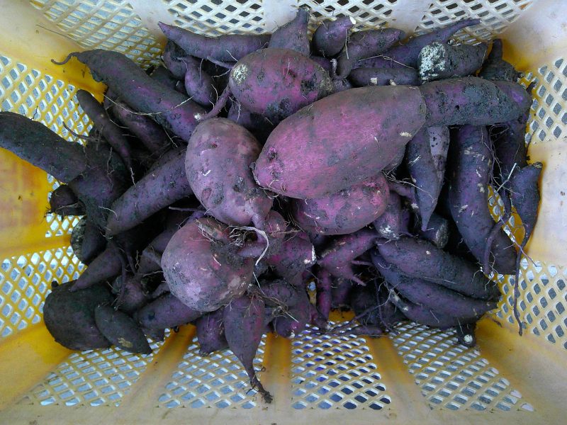 みんなで芋掘りの画像