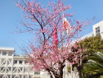 トピックスの画像