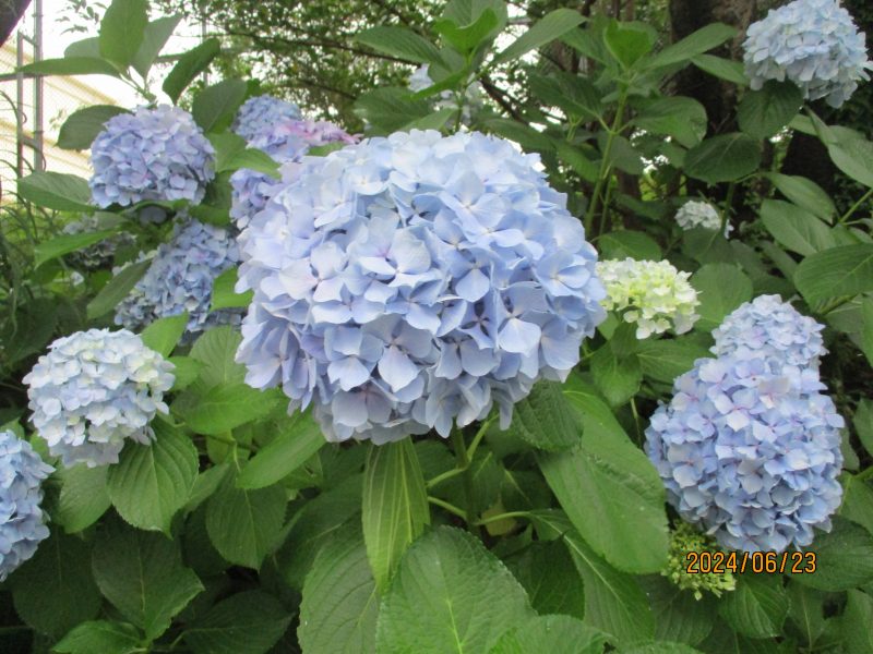 6/23、26　横尾ウォ－クラリー大会に向けての画像