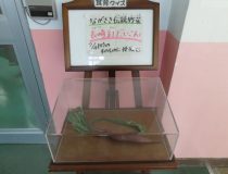添付画像